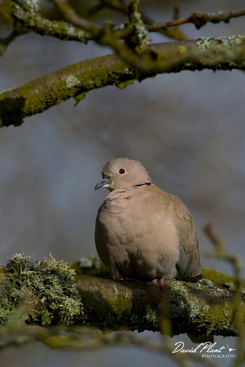 David Plant Photography - Wildlife Photographer - Collared dove - A.JPG - Collared dove - Gloucestershire