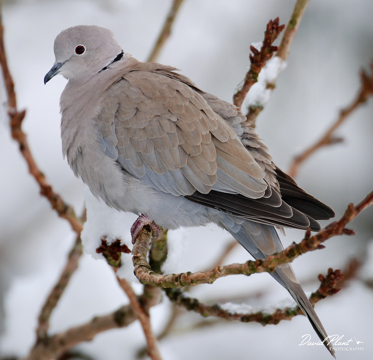 David Plant Photography - Wildlife Photographer - Collared dove - B.jpg - Collared dove in the snow - Gloucestershire