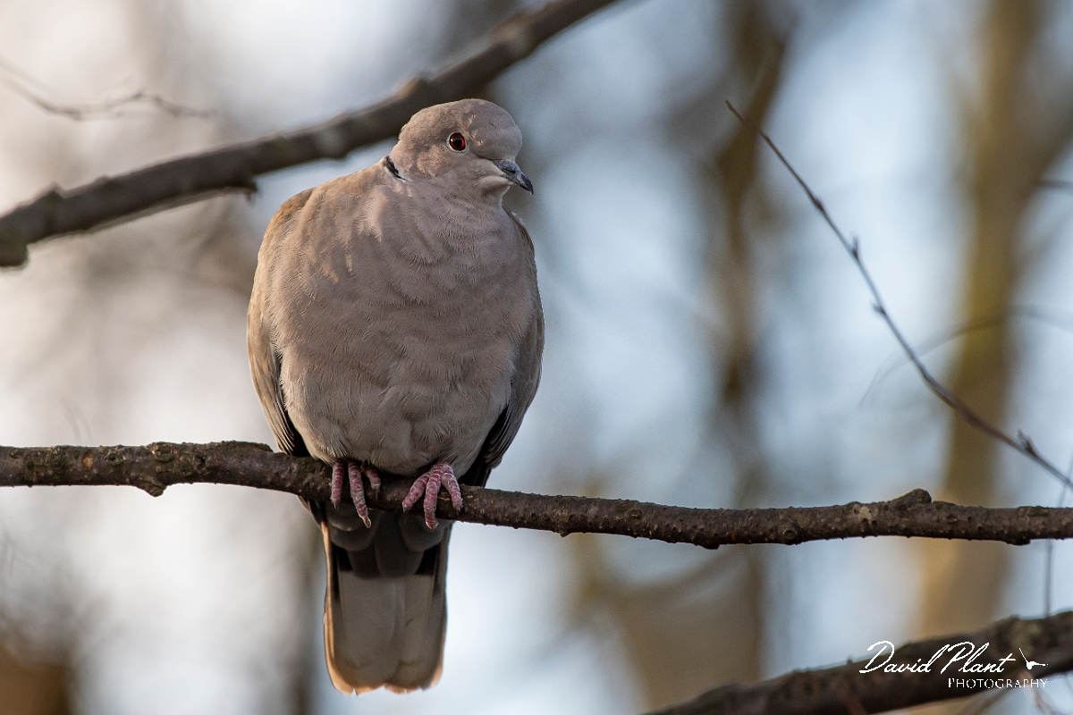 David Plant Photography - Wildlife Photography - Eurasian collared-dove - C.jpg - Collared dove - Cambridgeshire