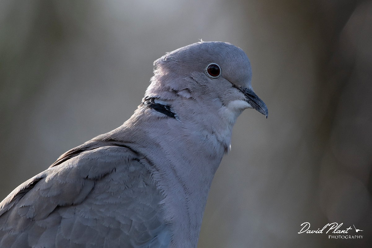 David Plant Photography - Wildlife Photography - Eurasian collared-dove - D.jpg - Collared dove - Cambridgeshire