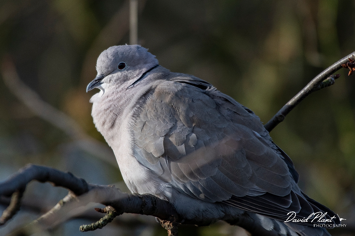 David Plant Photography - Wildlife Photography - Eurasian collared-dove - E.jpg - Collared dove - Cambridgeshire