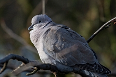 David Plant Photography - Wildlife Photography - Eurasian collared-dove - E