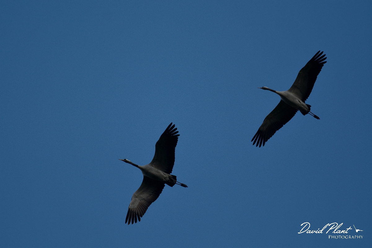 David Plant Photography - Wildlife Photography - Common crane - A.jpg - Common crane pair inflight - Norfolk