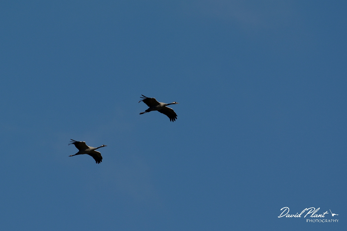 David Plant Photography - Wildlife Photography - Common crane - B.jpg - Common crane pair inflight - Norfolk