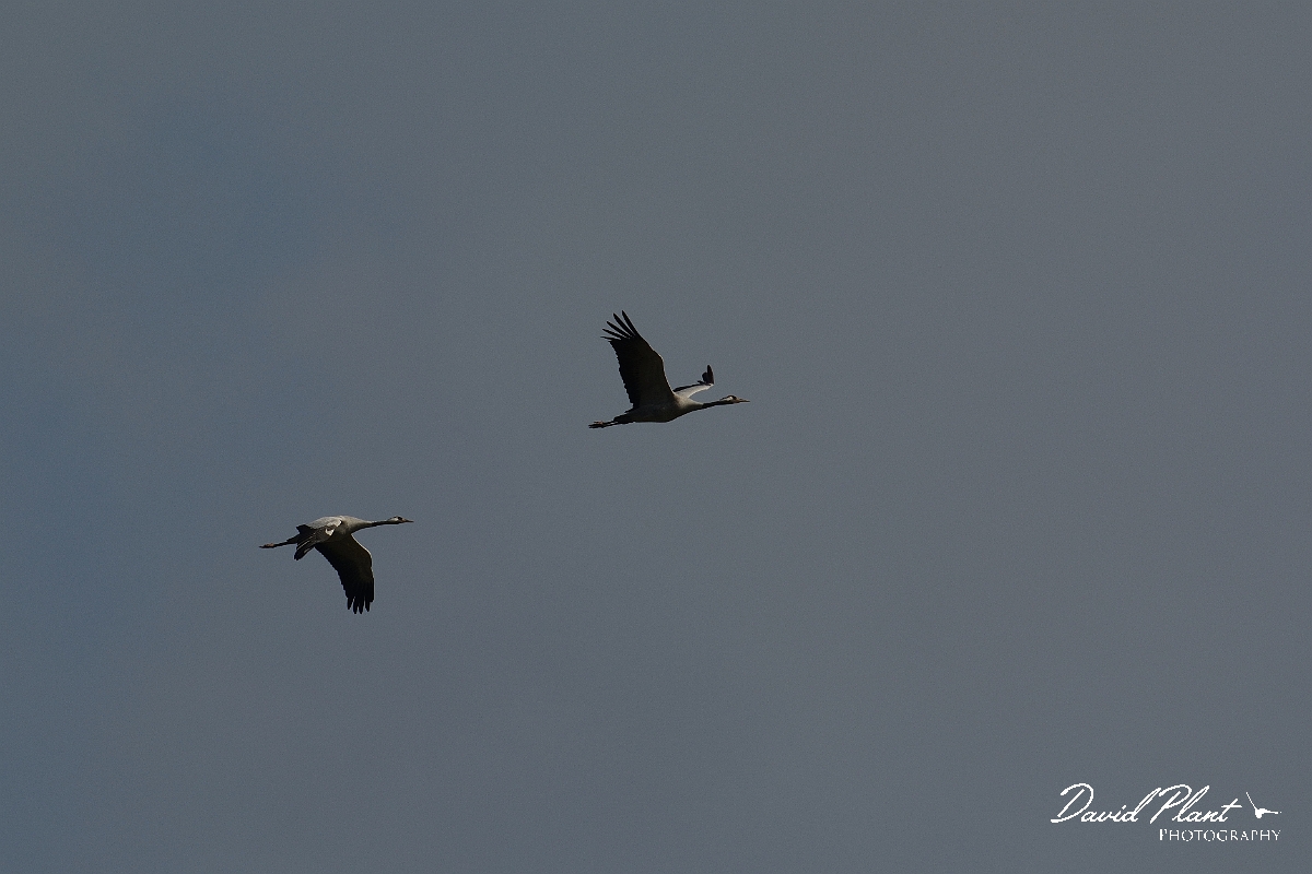David Plant Photography - Wildlife Photography - Common crane - C.jpg - Common crane pair inflight - Norfolk