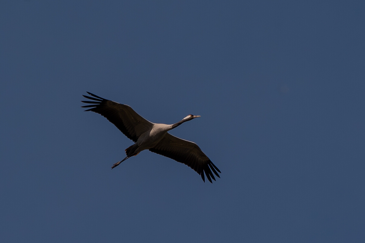 David Plant Photography - Wildlife Photography - Common crane - D.jpg - Common crane, in flight - Somerset