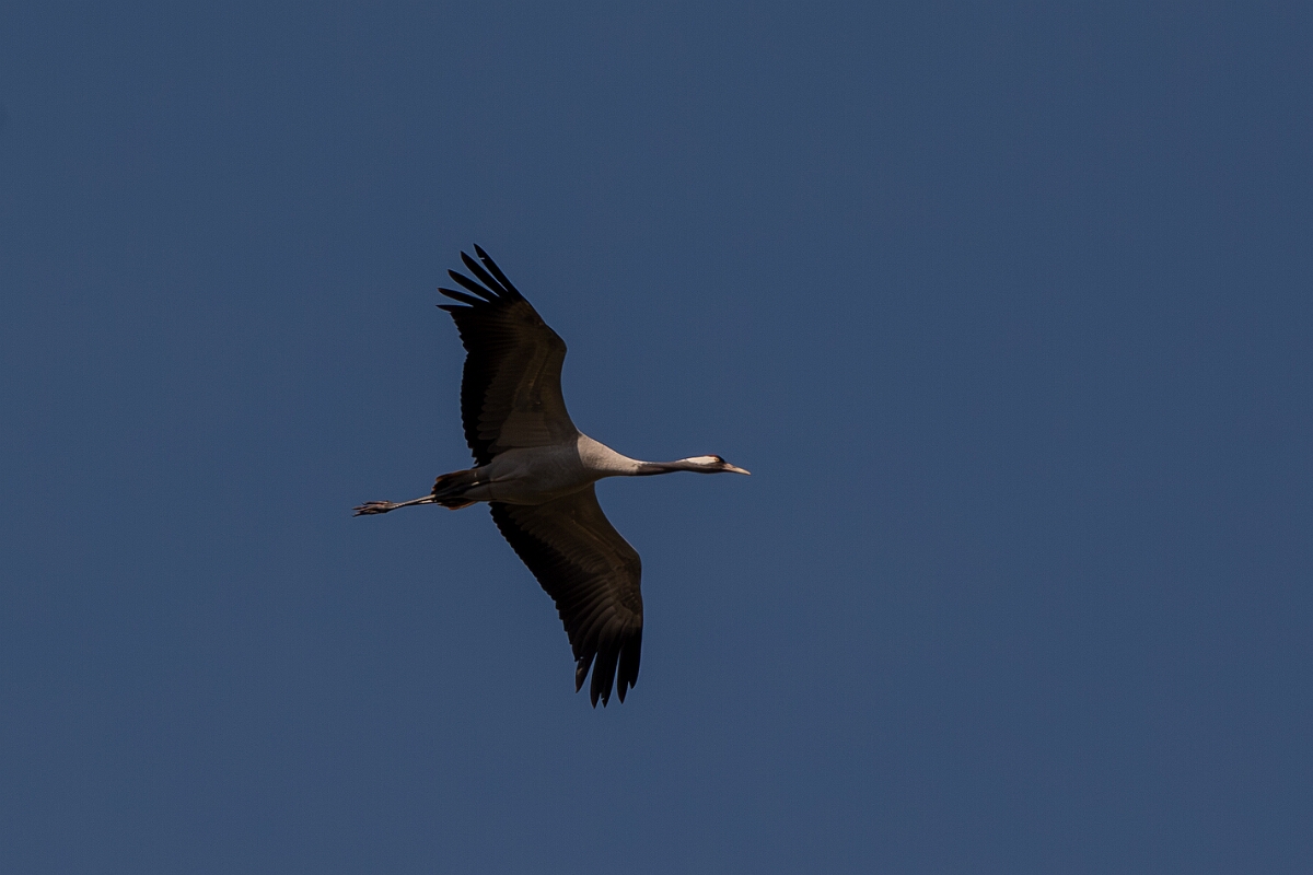 David Plant Photography - Wildlife Photography - Common crane - E.jpg - Common crane, in flight - Somerset