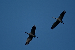 David Plant Photography - Wildlife Photography - Common crane - A