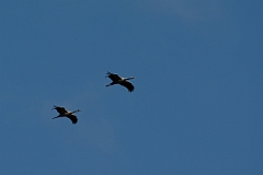 David Plant Photography - Wildlife Photography - Common crane - B