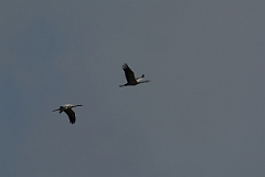 David Plant Photography - Wildlife Photography - Common crane - C