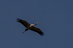 David Plant Photography - Wildlife Photography - Common crane - D