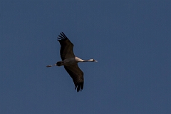 David Plant Photography - Wildlife Photography - Common crane - E