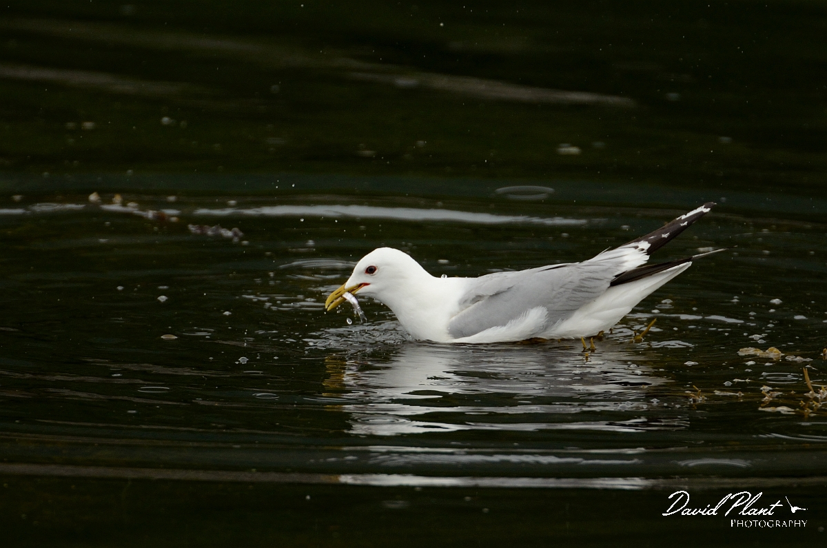 David Plant Photography - Wildlife Photography - Common gull - B.jpg - Common gull with fish - Argyll and Bute