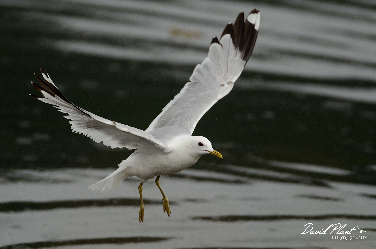 David Plant Photography - Wildlife Photography - Common gull - D.jpg - Common gull in flight - Argyll and Bute