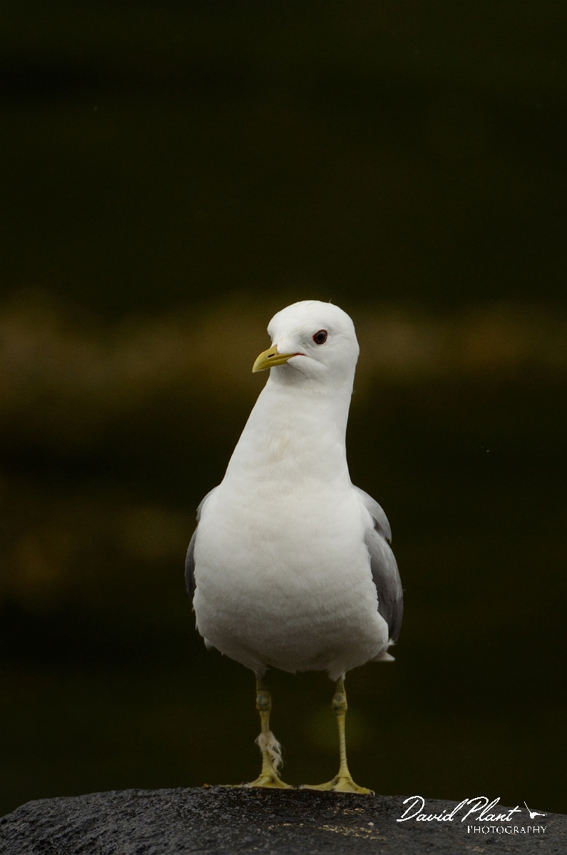 David Plant Photography - Wildlife Photography - Common gull - E.jpg - Common gull on rock portrait - Argyll and Bute