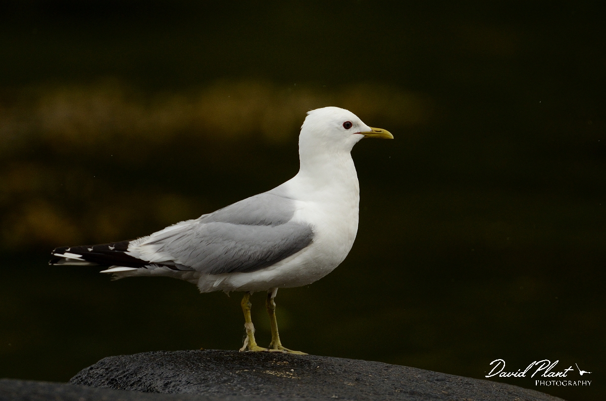 David Plant Photography - Wildlife Photography - Common gull - F.jpg - Common gull on rock - Argyll and Bute