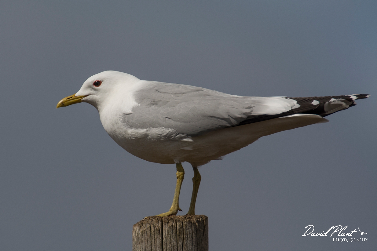 David Plant Photography - Wildlife Photography - Common gull - J.jpg - Common gull - Nairnshire