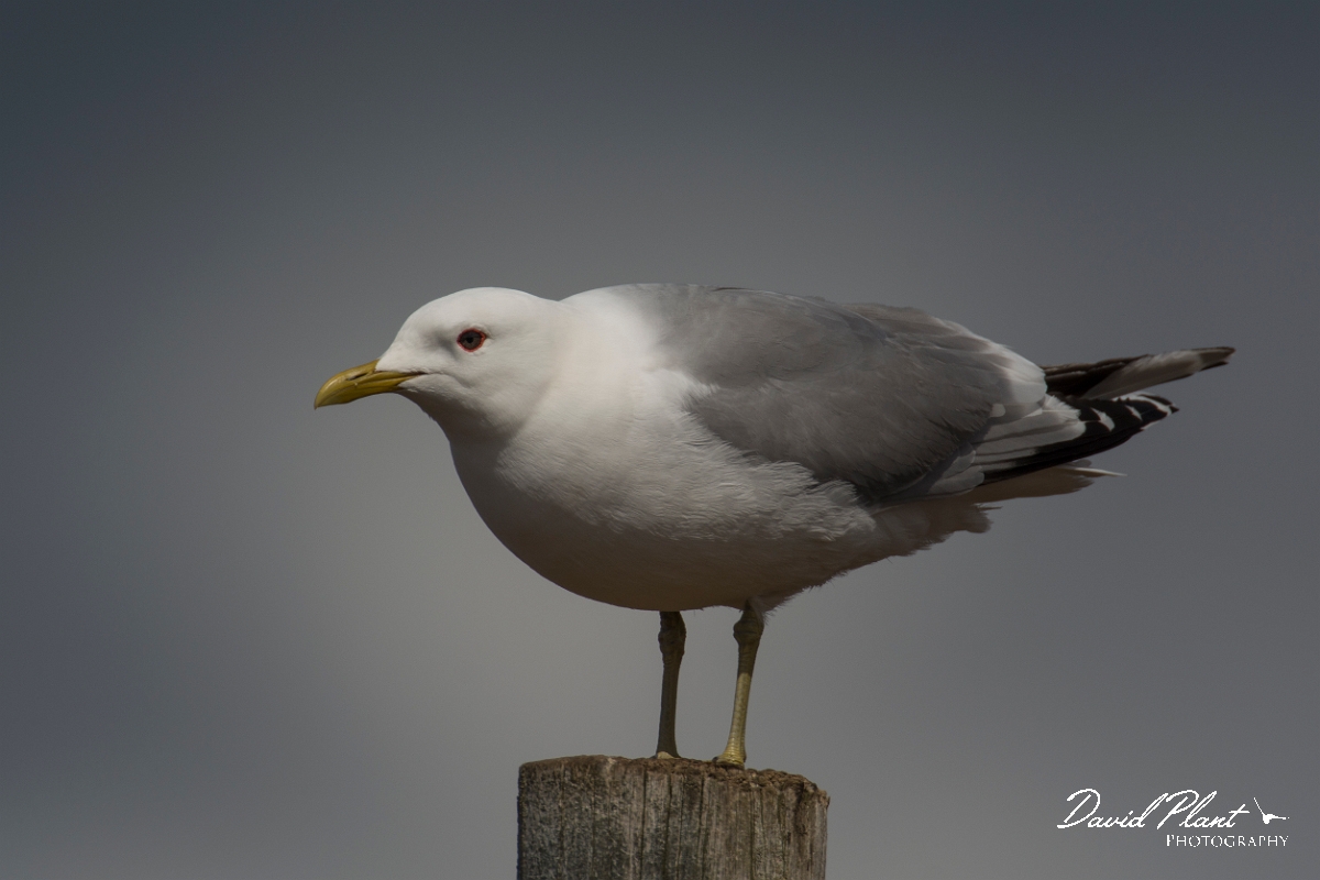 David Plant Photography - Wildlife Photography - Common gull - K.jpg - Common gull - Nairnshire
