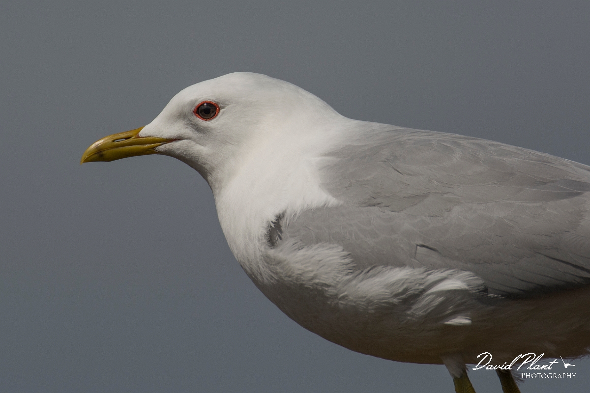David Plant Photography - Wildlife Photography - Common gull - L.jpg - Common gull - Nairnshire