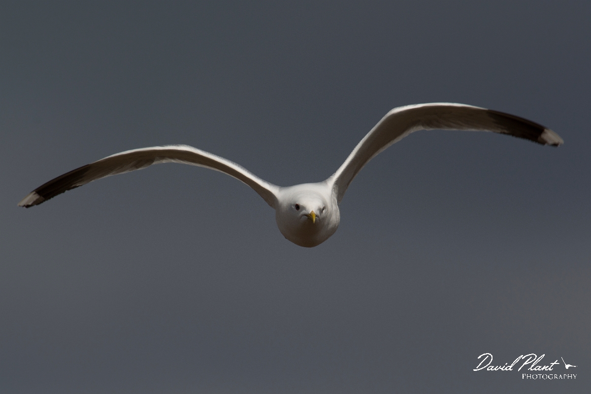 David Plant Photography - Wildlife Photography - Common gull - M.jpg - Common gull in flight - Nairnshire