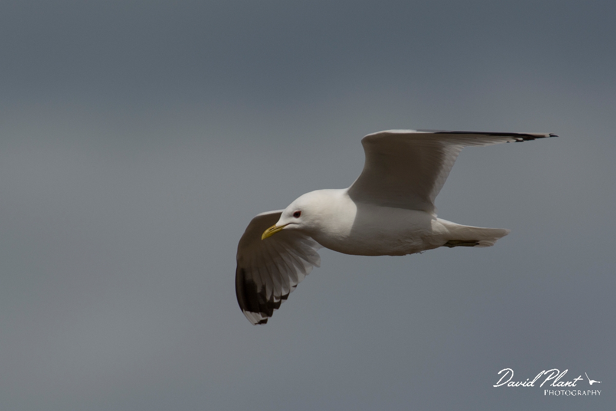 David Plant Photography - Wildlife Photography - Common gull - N.jpg - Common gull in flight - Nairnshire