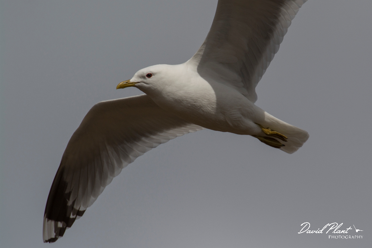 David Plant Photography - Wildlife Photography - Common gull - O.jpg - Common gull in flight - Nairnshire