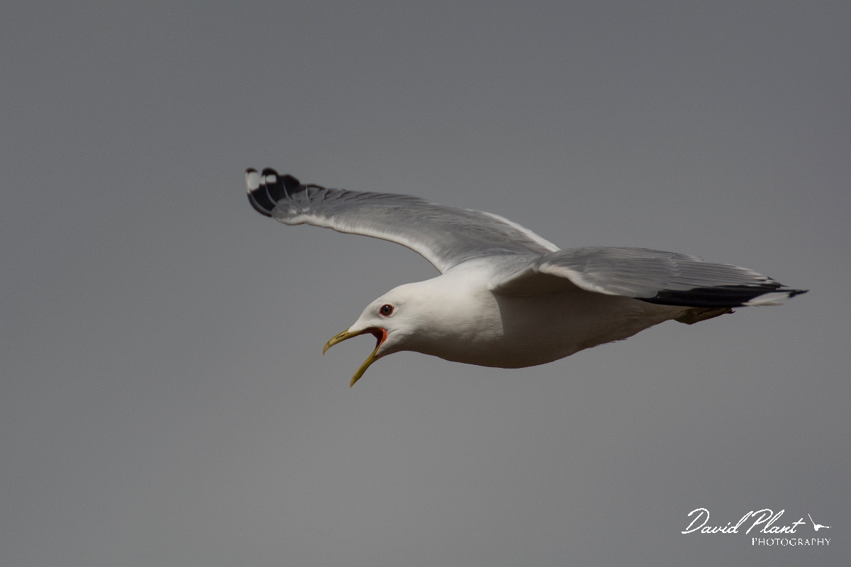David Plant Photography - Wildlife Photography - Common gull - Q.jpg - Common gull in flight calling - Nairnshire