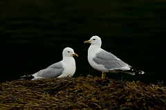 David Plant Photography - Wildlife Photography - Common gull - A
