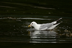 David Plant Photography - Wildlife Photography - Common gull - B