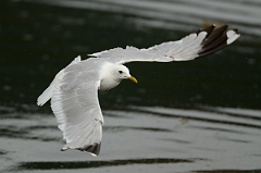 David Plant Photography - Wildlife Photography - Common gull - C