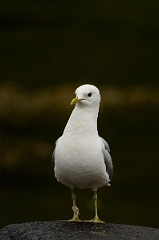 David Plant Photography - Wildlife Photography - Common gull - E