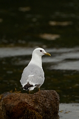 David Plant Photography - Wildlife Photography - Common gull - G