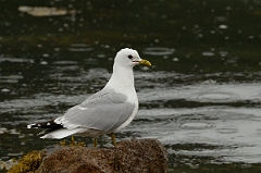 David Plant Photography - Wildlife Photography - Common gull - H