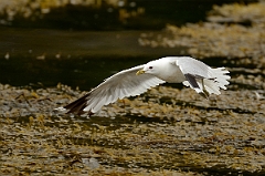 David Plant Photography - Wildlife Photography - Common gull - I