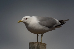 David Plant Photography - Wildlife Photography - Common gull - K