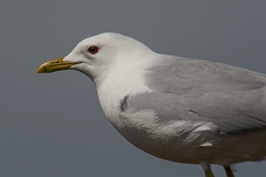 David Plant Photography - Wildlife Photography - Common gull - L