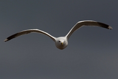 David Plant Photography - Wildlife Photography - Common gull - M