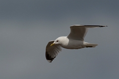 David Plant Photography - Wildlife Photography - Common gull - N