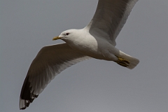 David Plant Photography - Wildlife Photography - Common gull - O