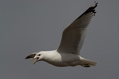 David Plant Photography - Wildlife Photography - Common gull - P