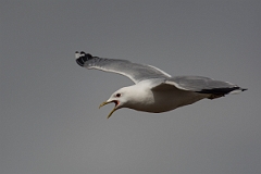 David Plant Photography - Wildlife Photography - Common gull - Q