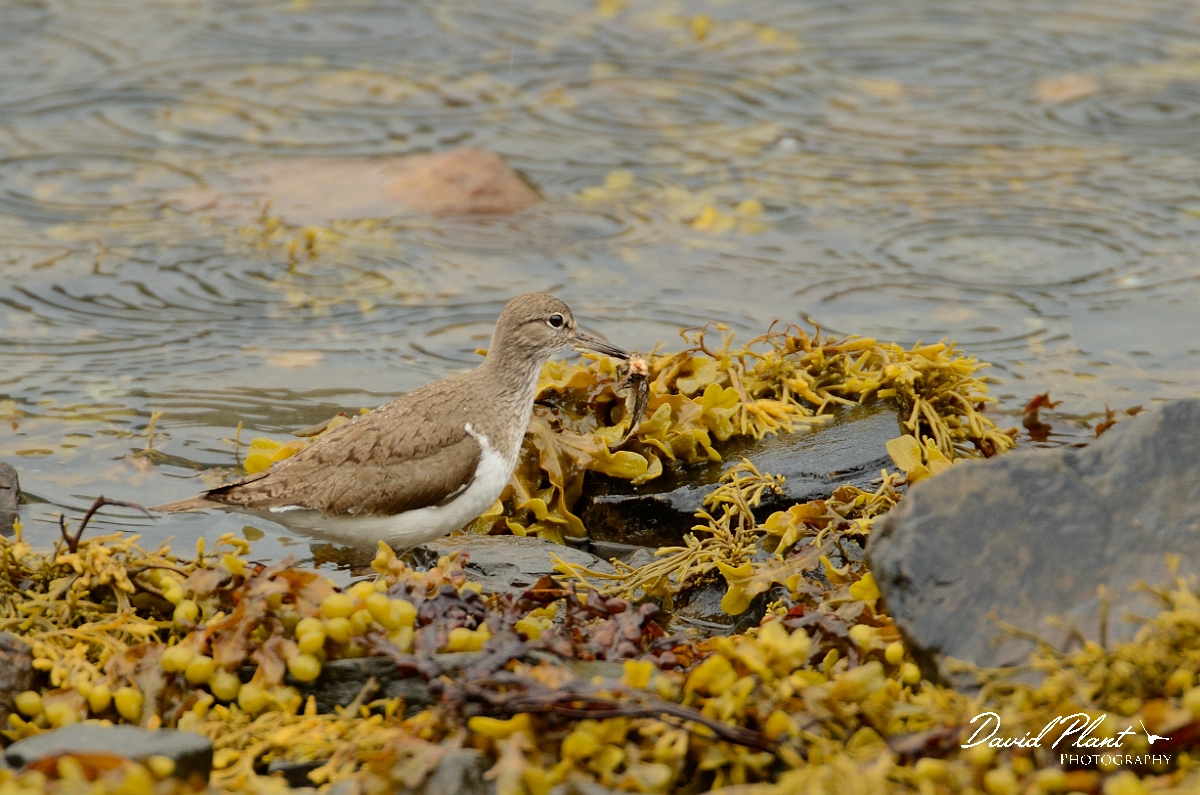 David Plant Photography - Wildlife Photography - Common sandpiper - C.jpg - Common sandpiper on loch shoreline - Argyll and Bute