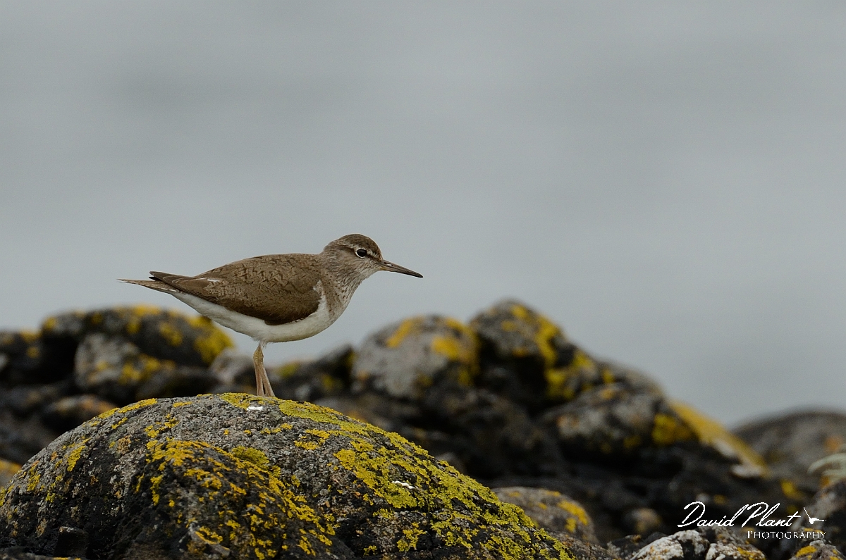 David Plant Photography - Wildlife Photography - Common sandpiper - F.jpg - Common sandpiper on rocks - Argyll and Bute