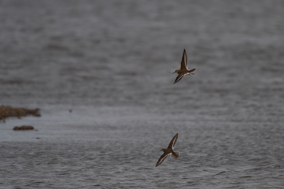 David Plant Photography - Wildlife Photography - Common sandpiper - G.jpg - Common sandpiper - Norfolk