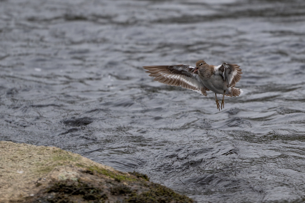 David Plant Photography - Wildlife Photography - Common sandpiper - H.jpg - Common sandpiper - Cairngorms