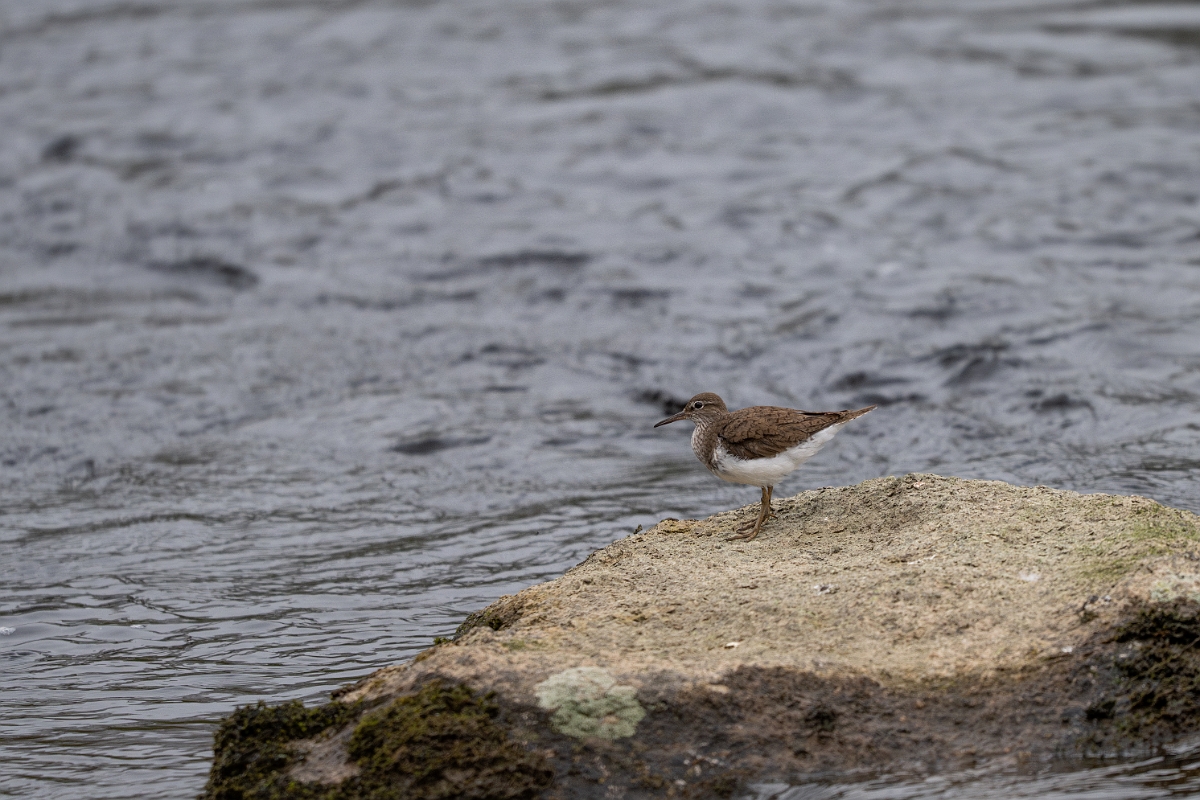 David Plant Photography - Wildlife Photography - Common sandpiper - J.jpg - Common sandpiper - Cairngorms