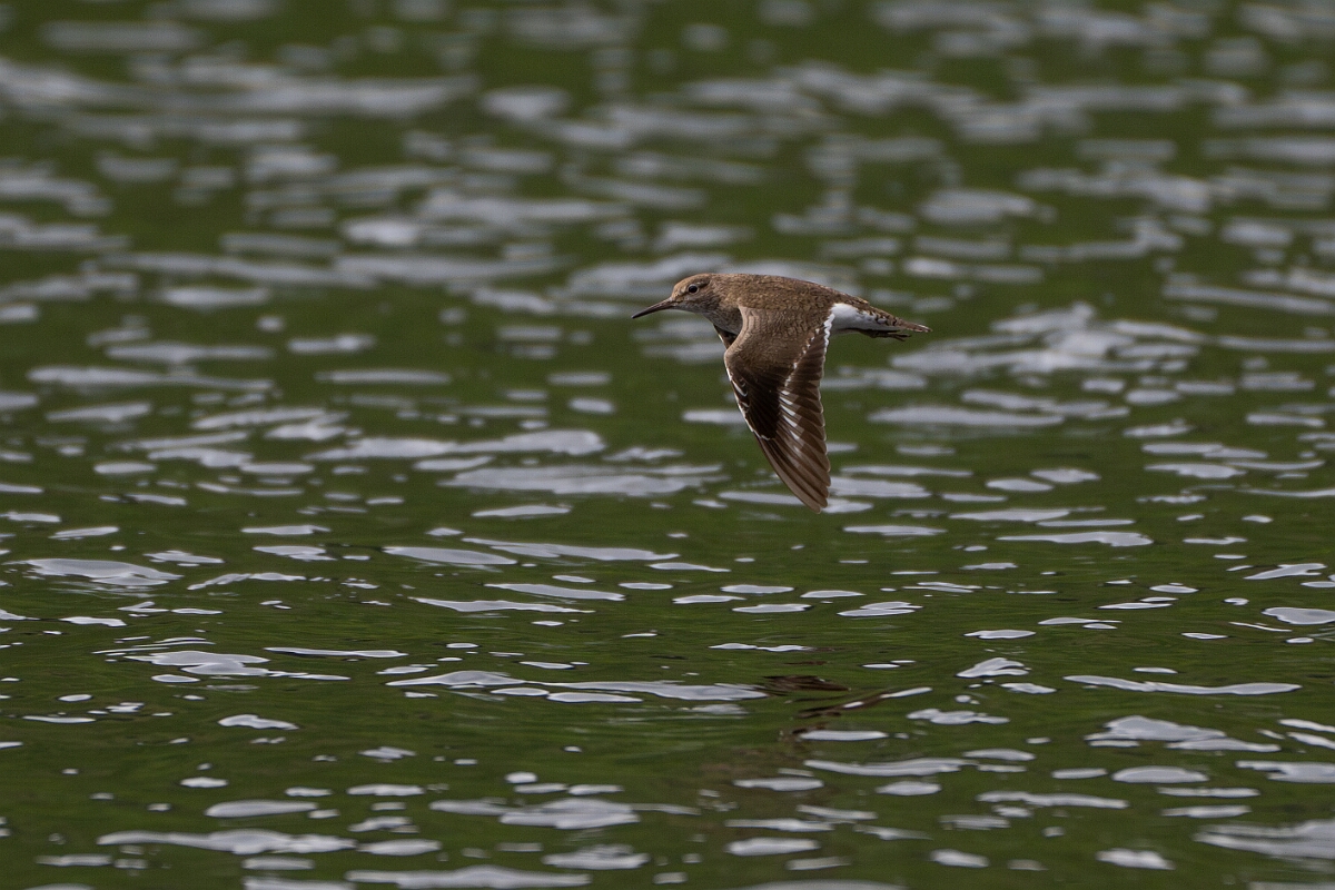 David Plant Photography - Wildlife Photography - Common sandpiper - O.jpg - Common sandpiper, in flight - Stirling