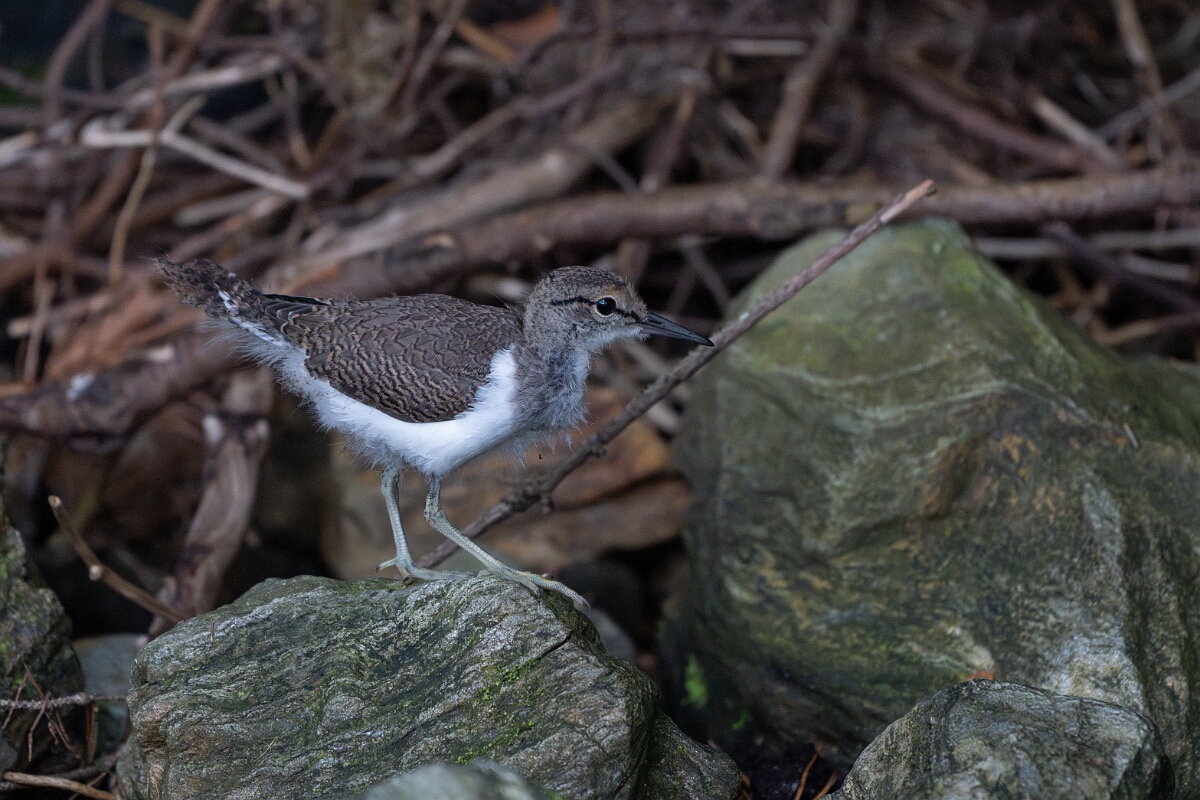 David Plant Photography - Wildlife Photography - Common sandpiper - Q.jpg - Common sandpiper, chick - Stirling