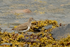David Plant Photography - Wildlife Photography - Common sandpiper - C