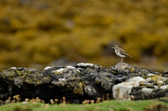 David Plant Photography - Wildlife Photography - Common sandpiper - D